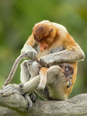 Proboscis monkey (Nasalis larvatus) or long-nosed monkey, known as the bekantan in Indonesia, is a reddish-brown arboreal Old World monkey with an unusually large nose. It is endemic to Borneo