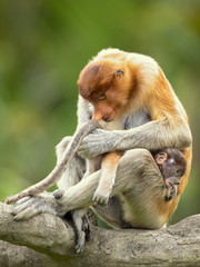 Naklejka premium Proboscis monkey (Nasalis larvatus) or long-nosed monkey, known as the bekantan in Indonesia, is a reddish-brown arboreal Old World monkey with an unusually large nose. It is endemic to Borneo