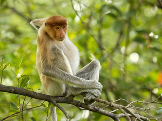 Proboscis monkey (Nasalis larvatus) or long-nosed monkey, known as the bekantan in Indonesia, is a reddish-brown arboreal Old World monkey with an unusually large nose. It is endemic to Borneo