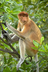 Proboscis monkey (Nasalis larvatus) or long-nosed monkey, known as the bekantan in Indonesia, is a reddish-brown arboreal Old World monkey with an unusually large nose. It is endemic to Borneo