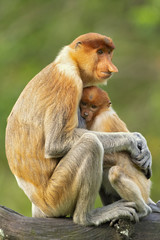 Proboscis monkey (Nasalis larvatus) or long-nosed monkey, known as the bekantan in Indonesia, is a reddish-brown arboreal Old World monkey with an unusually large nose. It is endemic to Borneo