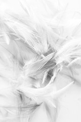 Beautiful abstract colorful white and black light feathers wall pattern textures background and wallpaper art