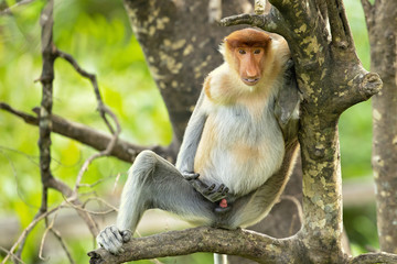 Proboscis monkey (Nasalis larvatus) or long-nosed monkey, known as the bekantan in Indonesia, is a reddish-brown arboreal Old World monkey with an unusually large nose. It is endemic to Borneo