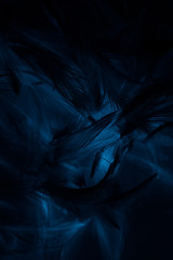 Beautiful abstract colorful blue and black feathers wall pattern textures background and wallpaper art