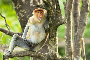 Proboscis monkey (Nasalis larvatus) or long-nosed monkey, known as the bekantan in Indonesia, is a...