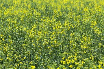 Rapeseed field, Blooming canola flowers close up. Rape on the field in summer.