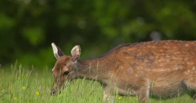 Fallow Deer female walking through summer meadow long grass Ireland 4K