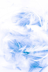 Fototapeta na wymiar Beautiful abstract colorful white and blue light feathers wall pattern textures background and wallpaper art