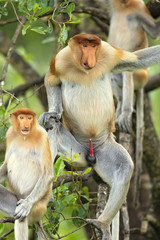 Proboscis monkey (Nasalis larvatus) or long-nosed monkey, known as the bekantan in Indonesia, is a reddish-brown arboreal Old World monkey with an unusually large nose. It is endemic to Borneo