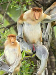 Fototapeta premium Proboscis monkey (Nasalis larvatus) or long-nosed monkey, known as the bekantan in Indonesia, is a reddish-brown arboreal Old World monkey with an unusually large nose. It is endemic to Borneo
