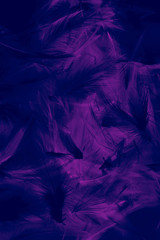 Beautiful abstract colorful purple and black feathers wall pattern textures background and wallpaper art