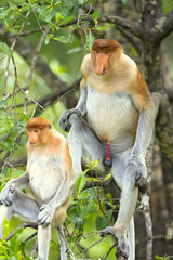 Naklejka premium Proboscis monkey (Nasalis larvatus) or long-nosed monkey, known as the bekantan in Indonesia, is a reddish-brown arboreal Old World monkey with an unusually large nose. It is endemic to Borneo