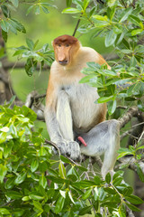Fototapeta premium Proboscis monkey (Nasalis larvatus) or long-nosed monkey, known as the bekantan in Indonesia, is a reddish-brown arboreal Old World monkey with an unusually large nose. It is endemic to Borneo