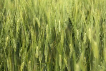 Campo di grano verde in primavera