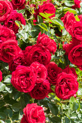 Beautiful roses in garden. Huge bushes of red roses in a garden. Fur spring blossoming