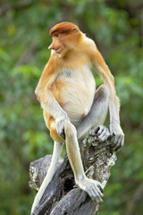Proboscis monkey (Nasalis larvatus) or long-nosed monkey, known as the bekantan in Indonesia, is a reddish-brown arboreal Old World monkey with an unusually large nose. It is endemic to Borneo