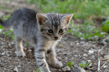 Naklejka na ściany i meble cute little kitten on the street