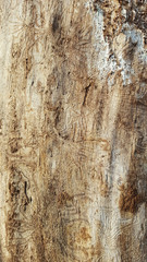 Background texture old tree without bark