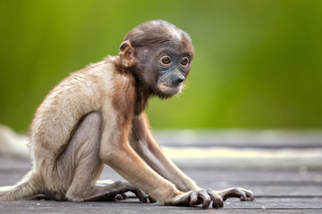 Proboscis monkey (Nasalis larvatus) or long-nosed monkey, known as the bekantan in Indonesia, is a reddish-brown arboreal Old World monkey with an unusually large nose. It is endemic to Borneo