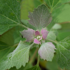 Green and pink mint leaves from above
