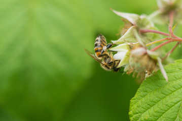 Bee on raspberry flower in the garden