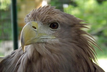 portrait of an eagle
