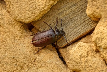 one brown beetle sits on a wall of dry clay and a wooden board