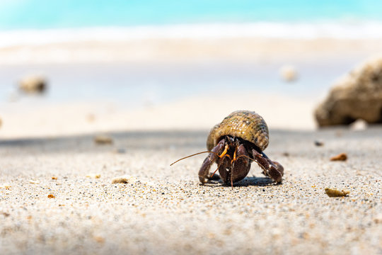 shell on the beach, Hermit crab ,  On the beach, Southeast Alive
