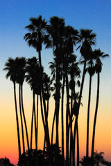 palm trees at sunset