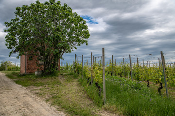 Fototapeta premium Italian Vineyard