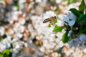 Bee collects nectar on a flowering tree.