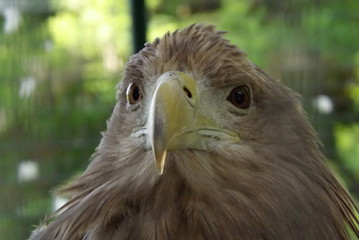 portrait of an eagle