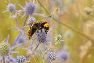 one big hornet sits on a blue flower bud