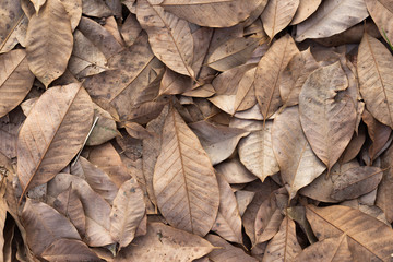 Dry leaves on floor background