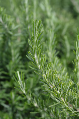 Rosemary