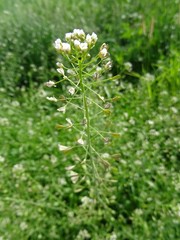 Hirtentäschelkraut Blüte