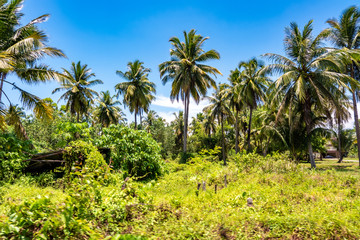 coconut palm trees on beach 