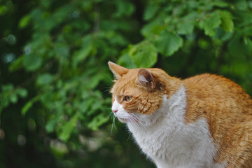 Naklejka na ściany i meble red-white cat on the tree