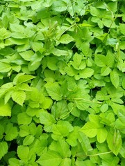 Photo juicy green floral background