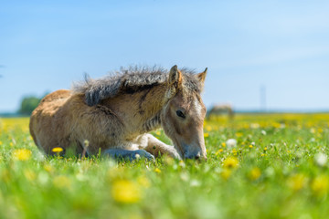 Fototapeta premium Young thoroughbred foal resting in a meadow.
