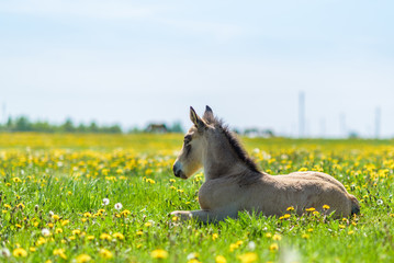Young thoroughbred foal resting in a meadow.