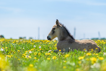 Young thoroughbred foal resting in a meadow.
