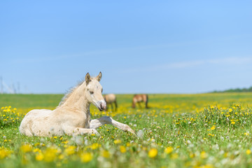 Obraz na płótnie Canvas The young thoroughbred foal lies on the field of dandelions.