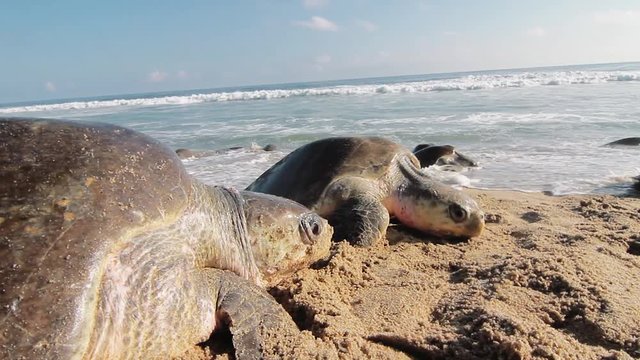 Arrival of sea turtles, massive event to lay their eggs on the beach. Olive ridley turtle on the Mexican coasts