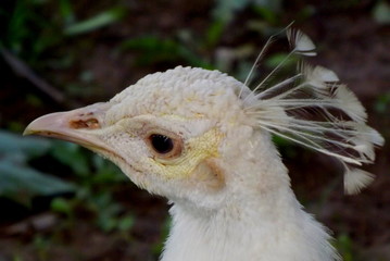 portrait of bird