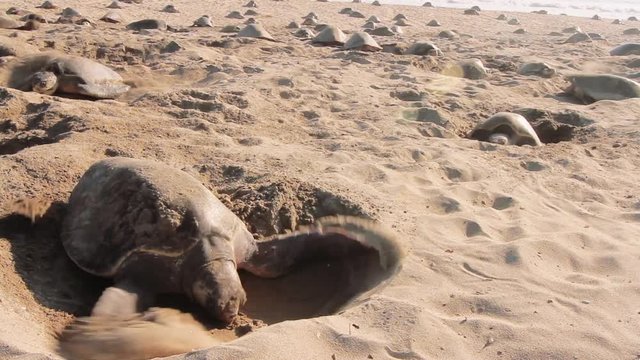 Arrival of sea turtles, massive event to lay their eggs on the beach. Olive ridley turtles on the Mexican coasts
