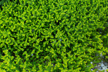 green, light green grass-moss as a texture