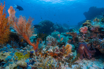 Fototapeta na wymiar A beautiful reef scape with corals in blue water