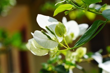A White Flower