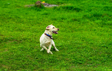 Labrador dog runs on the green grass and plays with the ball